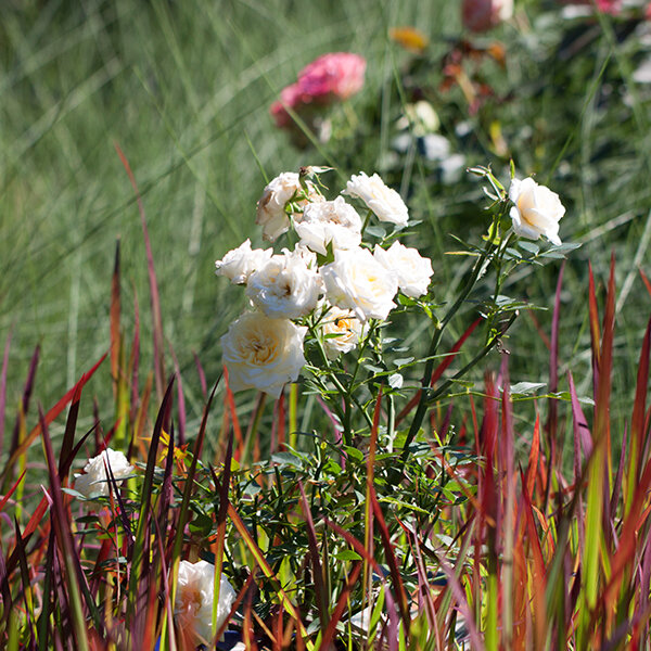 17250274_imperata_red_baron_04