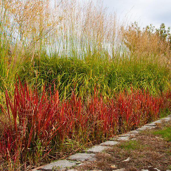 17250274_imperata_red_baron_05