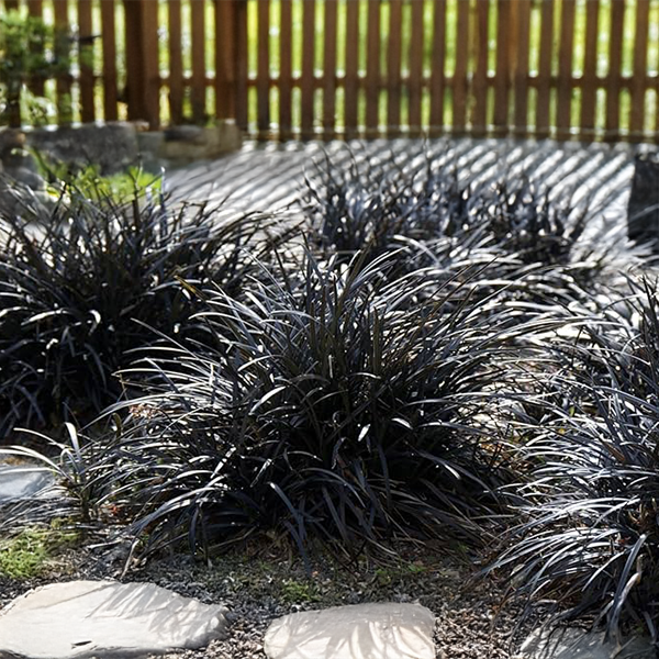 9254894_ophiopogon_niger_01