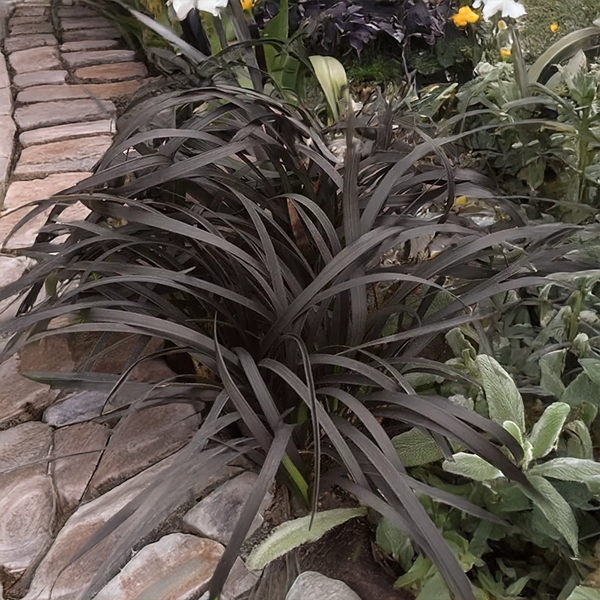 9254894_ophiopogon_niger_02
