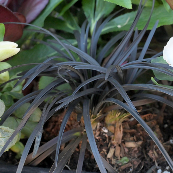 9254894_ophiopogon_niger_03