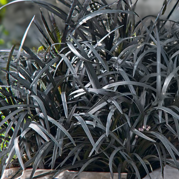 9254894_ophiopogon_niger_04