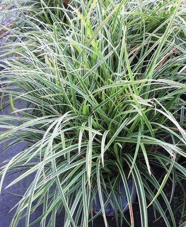 9250768_ophiopogon_variegatus_01