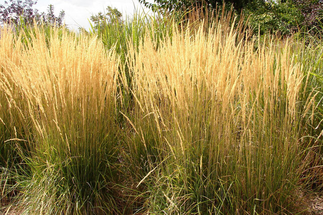 7250710_calamagrostis_karl_foerster_01
