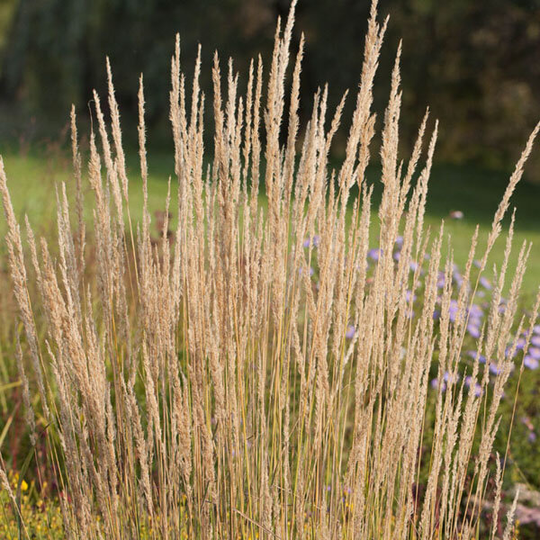 7250710_calamagrostis_karl_foerster_02