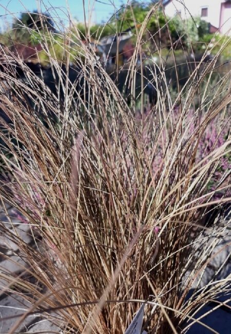 3222785_carex_bronco_03