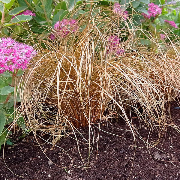 3222785_carex_bronco_04