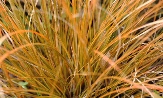 4240680_carex_prairie_fire_02