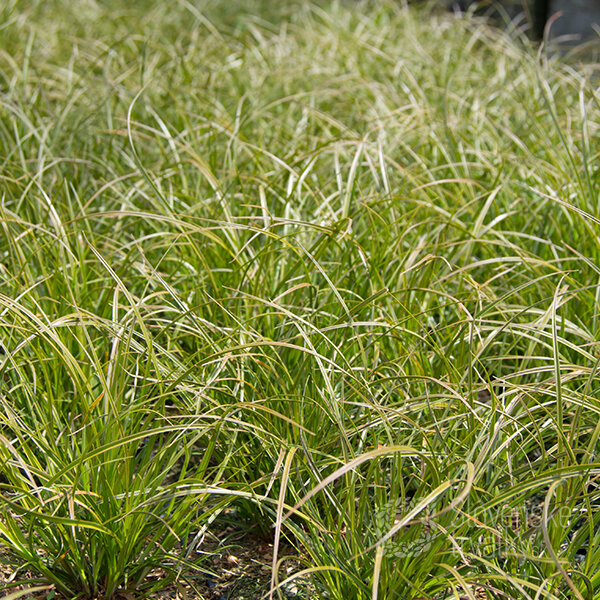 4240680_carex_prairie_fire_03