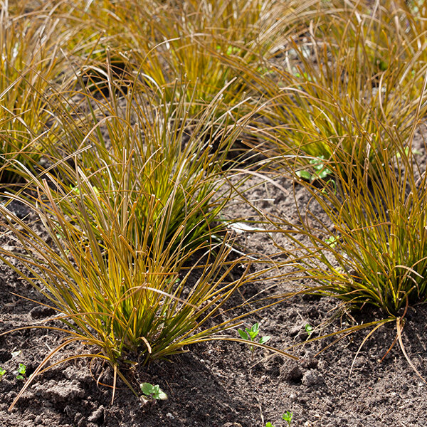 4240680_carex_prairie_fire_04