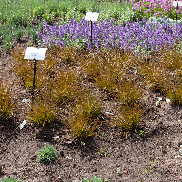 4240680_carex_prairie_fire_05