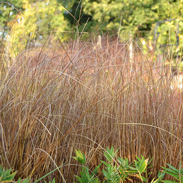 3220998_carex_red_rooster_01