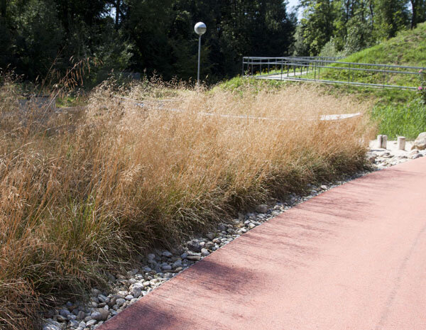 5251063_deschampsia_goldschleier_01