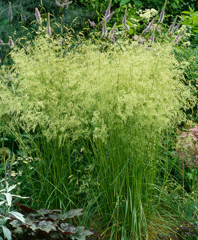 5251063_deschampsia_goldschleier_02