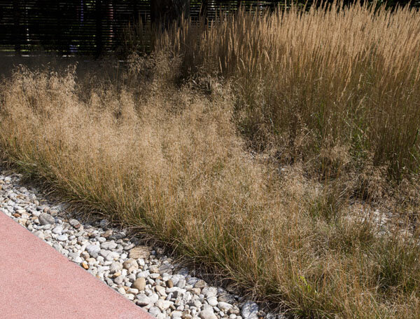 5220141_deschampsia_goldtau_01