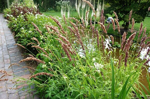 3231422_melica_atropurpurea_02