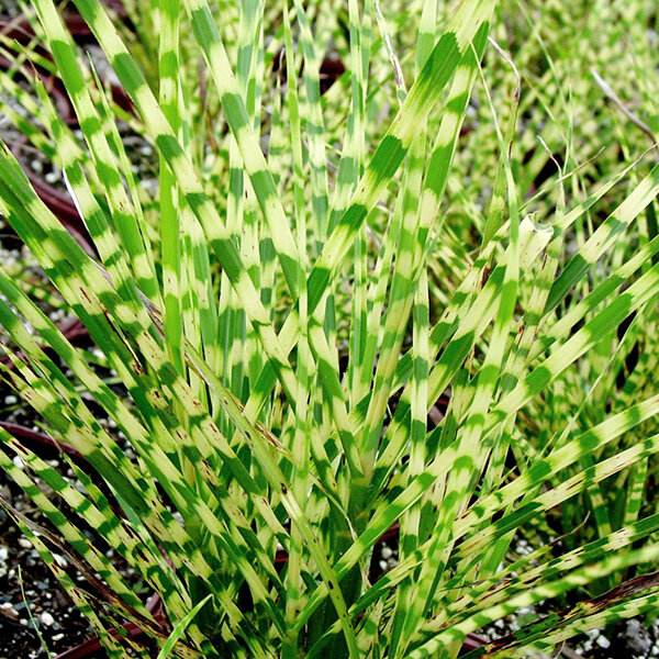 9232557_miscanthus_gold_bar_01