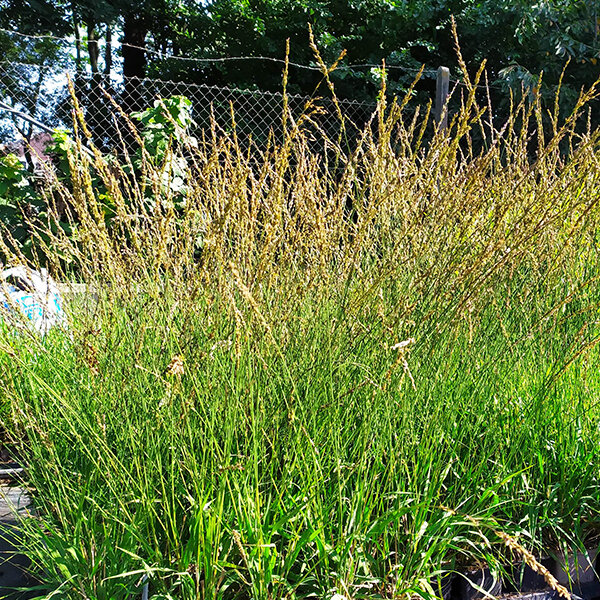 7250859_molinia_moorhexe_03