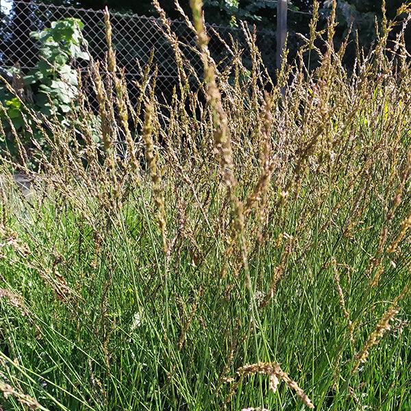 7250859_molinia_moorhexe_04