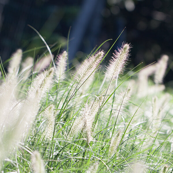 5250352_pennisetum_hameln_04