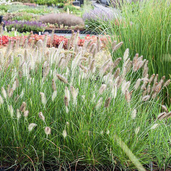 5250352_pennisetum_hameln_06