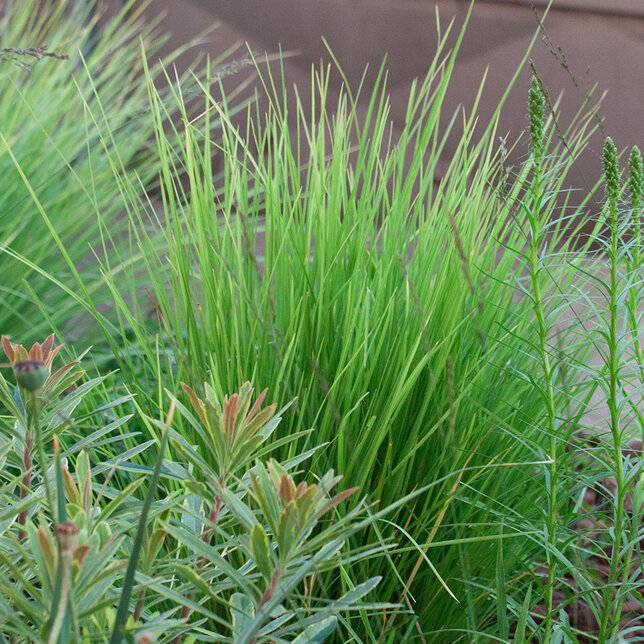 5250333_sesleria_autumnalis_05