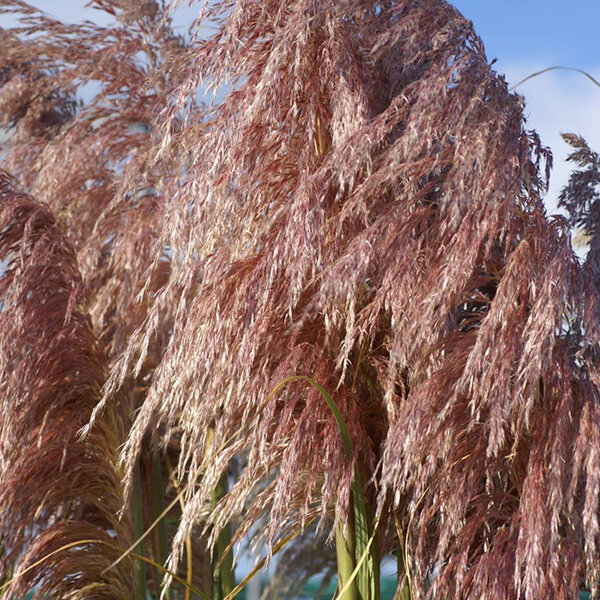 6233925_cortaderia_red_mistral_01