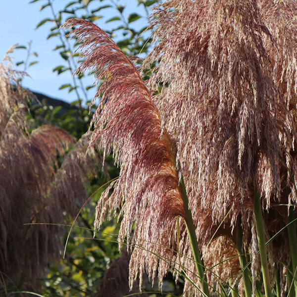 4243226_cortaderia_rose_plume_01