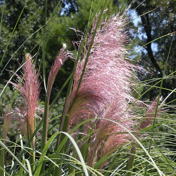 4243226_cortaderia_rose_plume_02