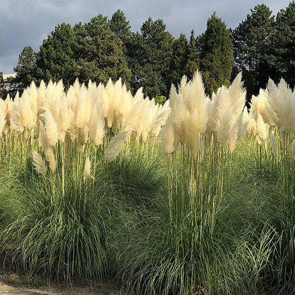 3212644_cortaderia_selloana_05