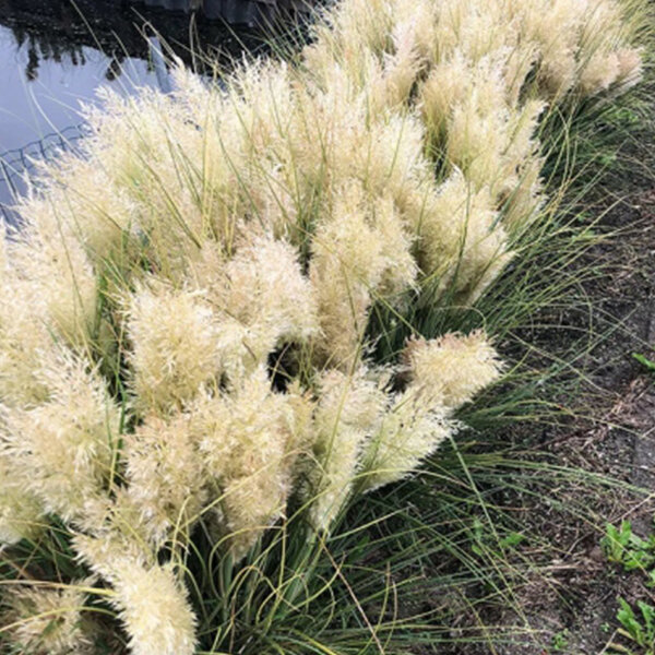 9243686_cortaderia_tiny_pampa_02