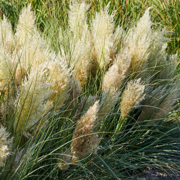 9243686_cortaderia_tiny_pampa_03