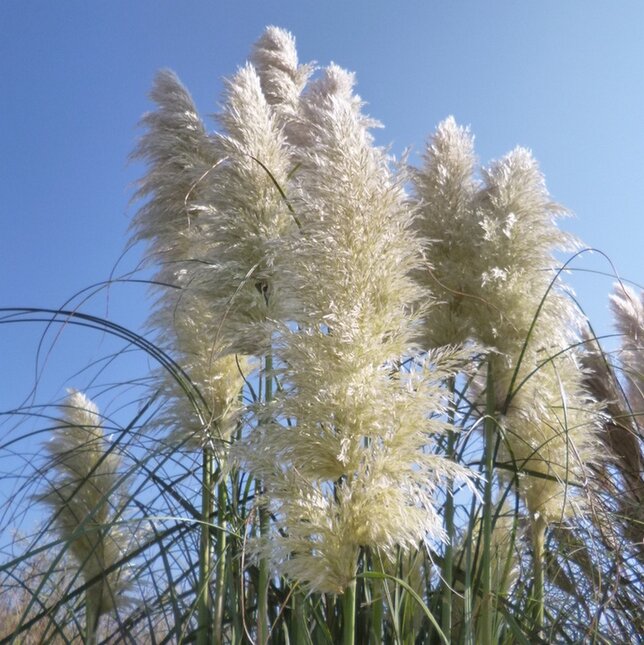 3253227_cortaderia_white_plume_01