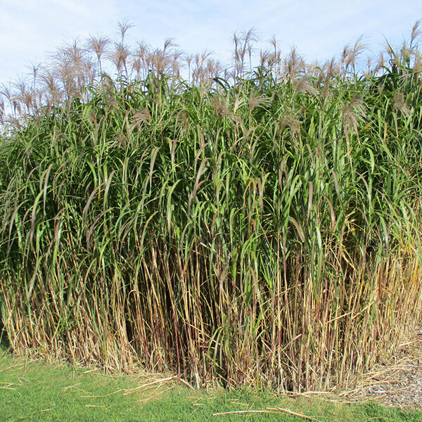 9240528_miscanthus_gigantheus_01