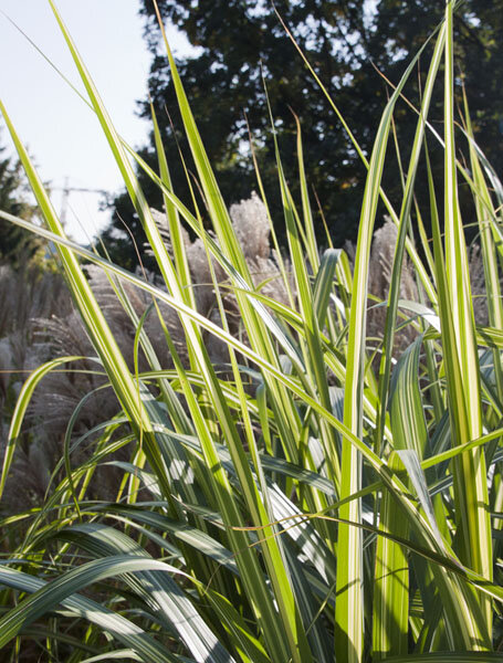 10200986_miscanthus_variegatus_01