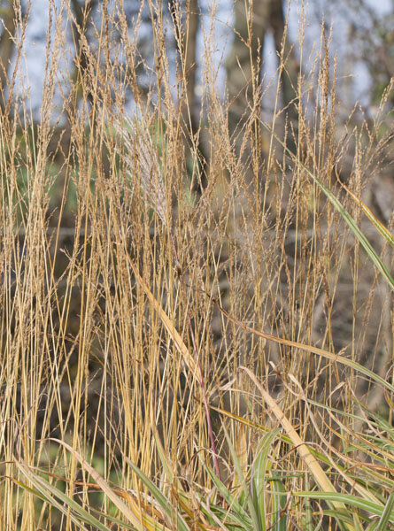 3230722_molinia_cordoba_01