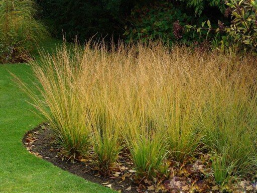 3230722_molinia_cordoba_02