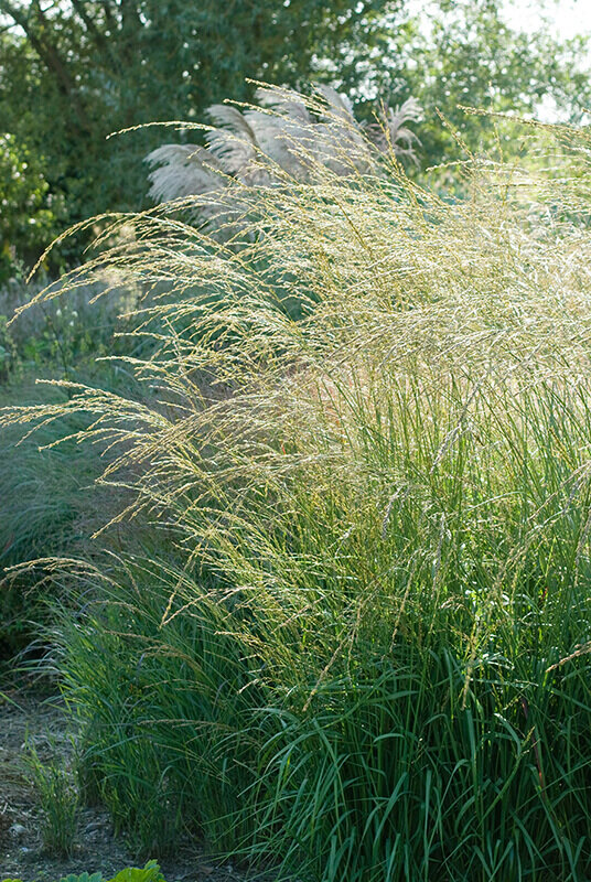 3230722_molinia_cordoba_03