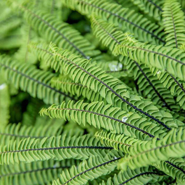 3254534_adiantum_pedatum_imbricatum_01