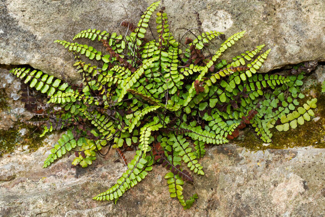 1225_asplenium_trichomanes_02
