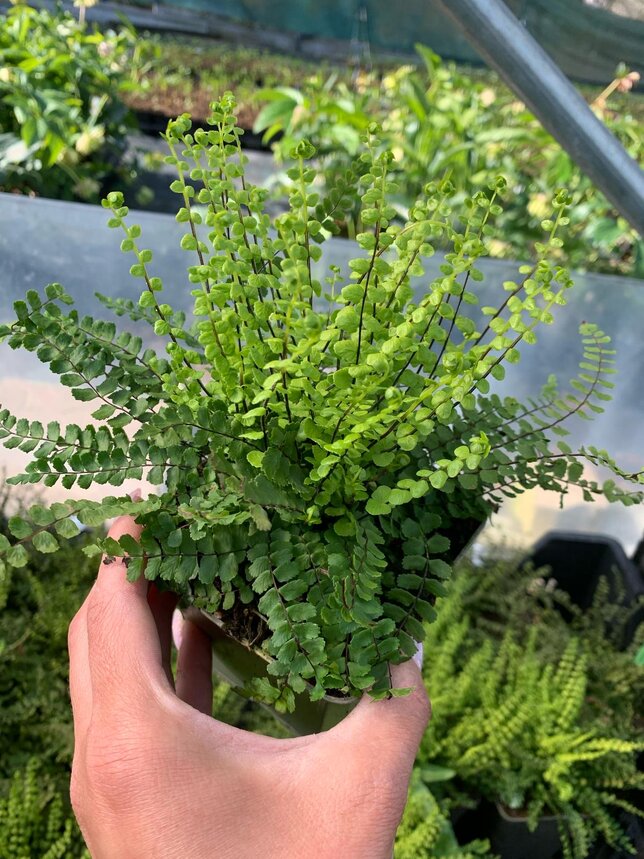 1225_asplenium_trichomanes_05