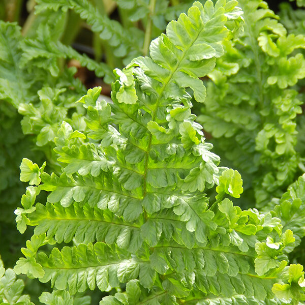 2241676_dryopteris_crispa_cristata_01
