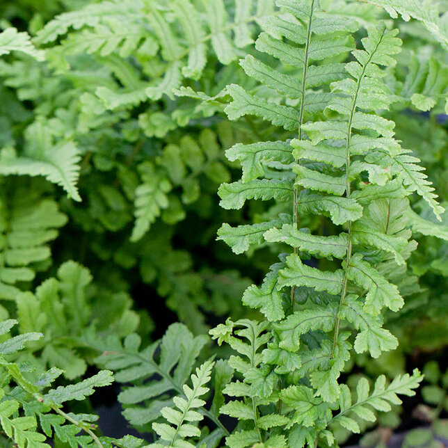 2241676_dryopteris_crispa_cristata_03