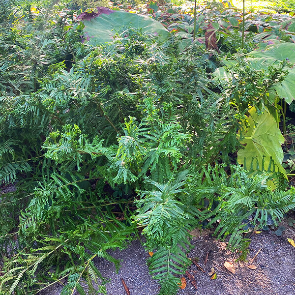 2241676_dryopteris_crispa_cristata_04