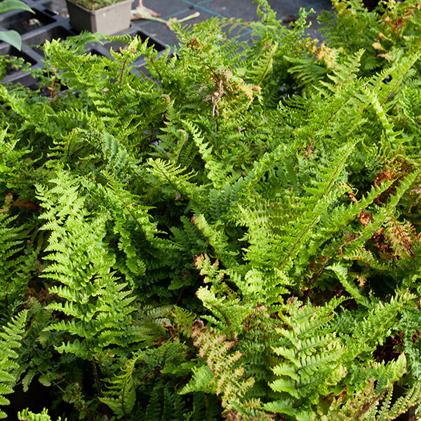 2241676_dryopteris_crispa_cristata_06