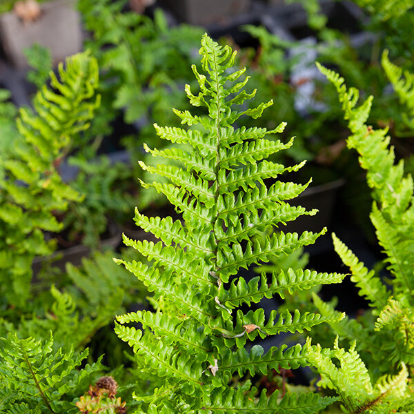 2241676_dryopteris_crispa_cristata_07