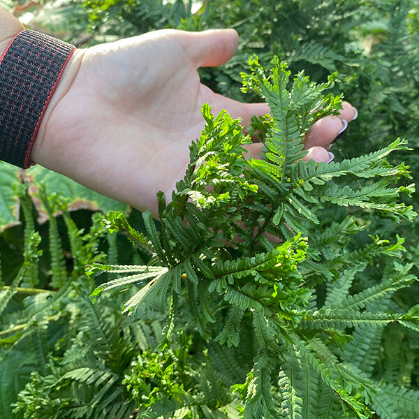 2241676_dryopteris_crispa_cristata_08