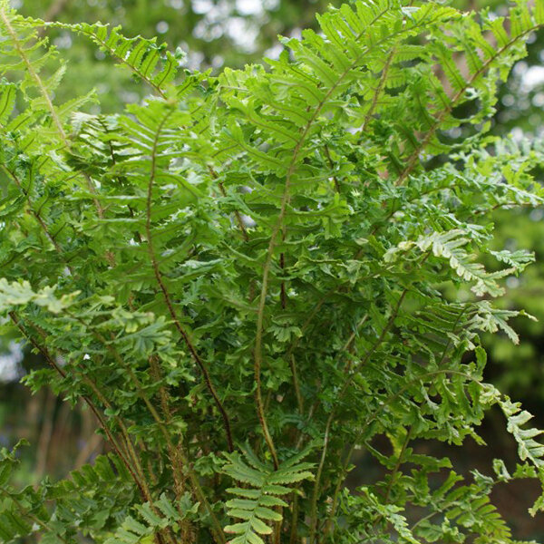 7242052_dryopteris_cristata_the_king_01