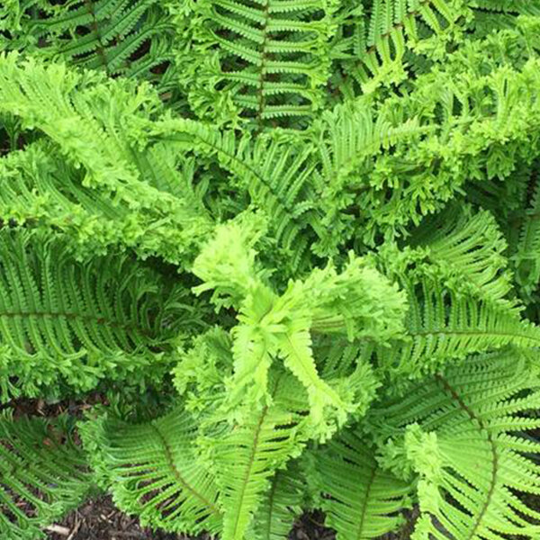 7242052_dryopteris_cristata_the_king_02