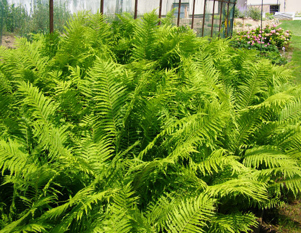 7250927_matteuccia_struthiopteris_01